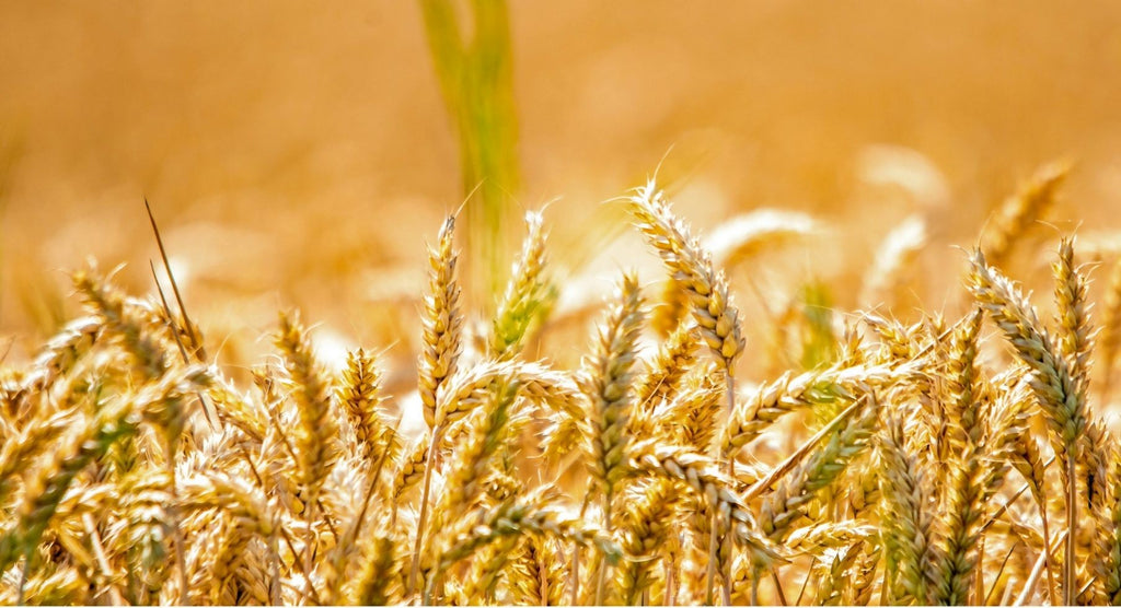 Au sujet du Gluten